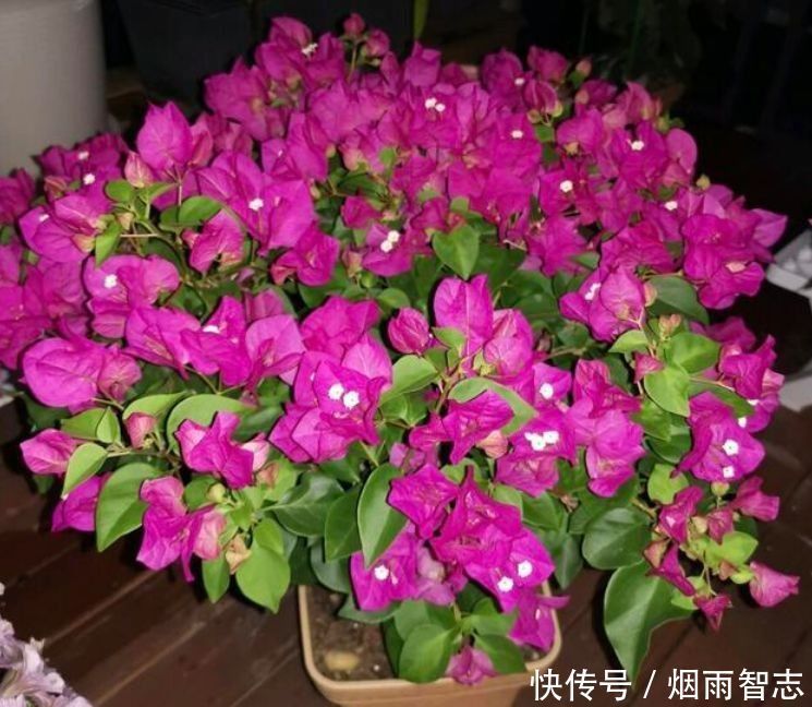 4种花超美的,堪称开花机器,养在阳台极美了