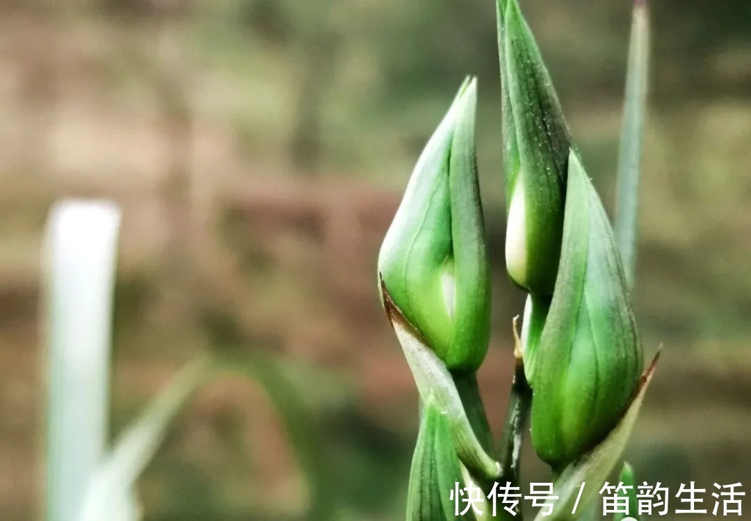 孕蕾|夏天太热，养兰花如果犯一个错，可能导致难孕蕾、不开花