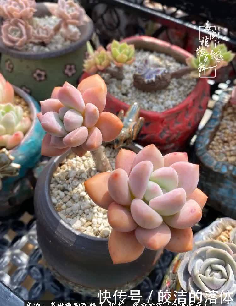 阳光露台多肉,天时地利人和!美肉知时节,当春乃发生!