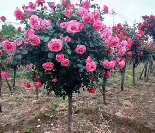 此花比牡丹还美，四季开花，花量丰富，是阳台盆栽佳品！