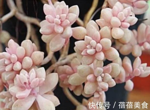 冬天值得你拥有的8种粉色多肉,好养护又漂亮