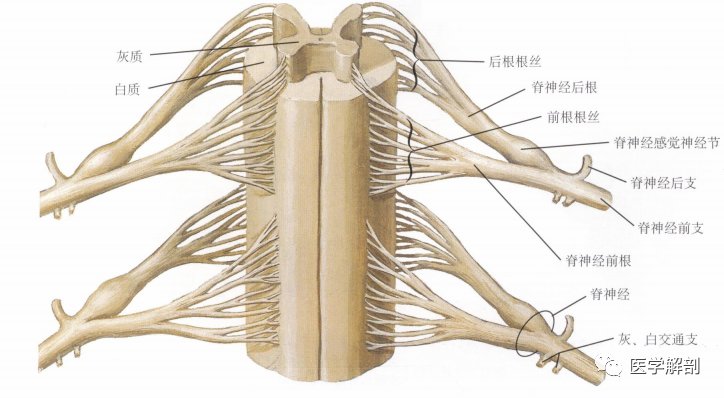 脊髓与脊神经|奈特解剖图谱 | 解剖图谱