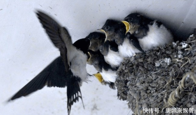 你家|俗语说院中出四喜,家中出能人,指的是哪四喜?你家有出现过吗?