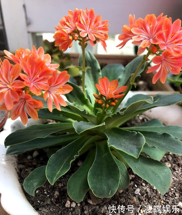 喜欢养花,不如养盆映山红,新型盆栽花卉,花期长,漂亮好养