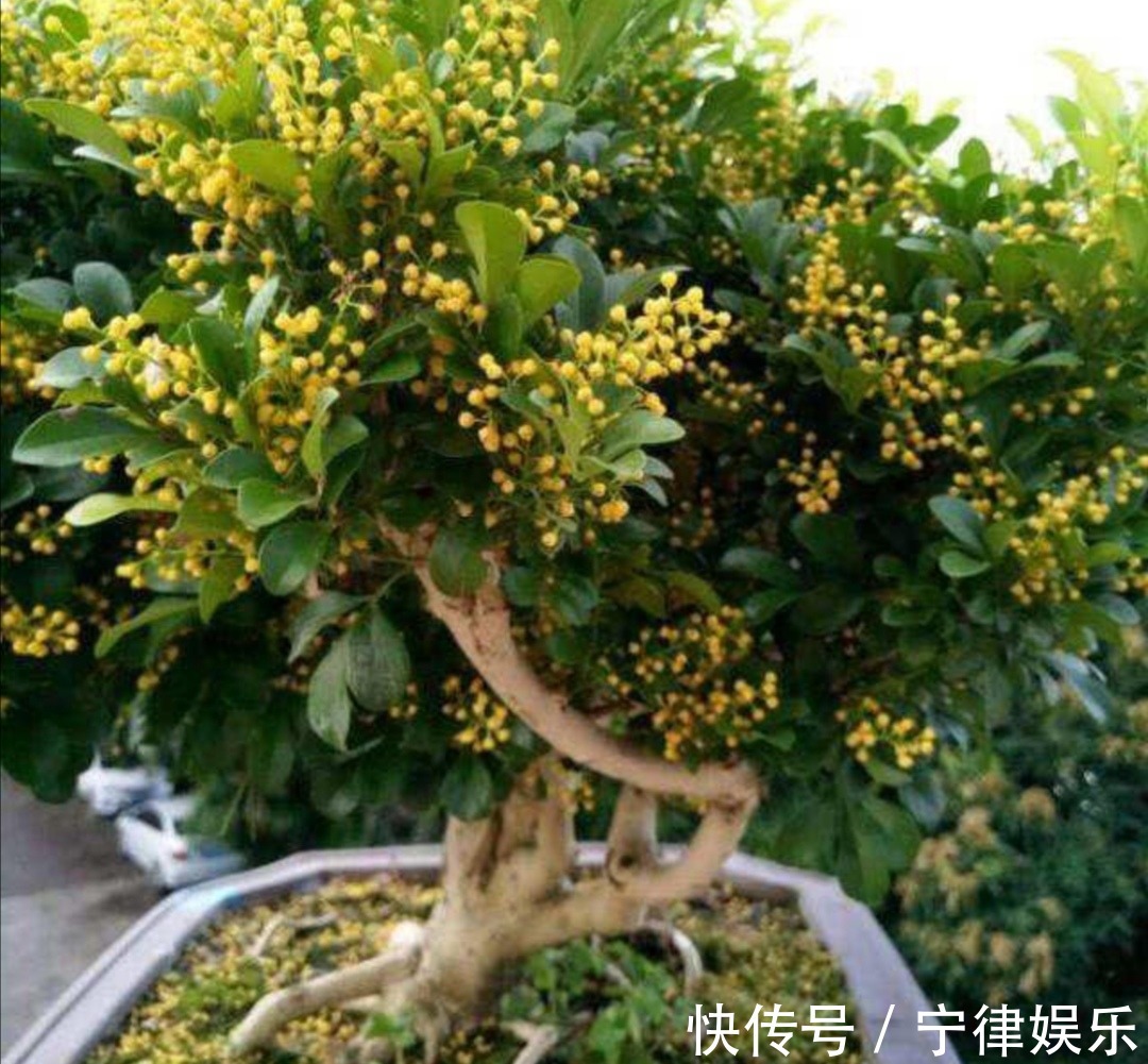 水溶液|3种花爱喝“酸水”，1个月浇一次，叶子绿油油