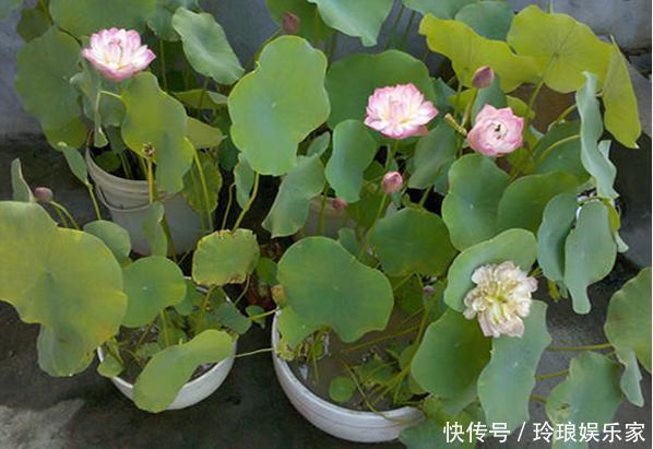 养护|这4种花，“大胆”浇水长得更好，水越多根越旺，开花你就赚了！