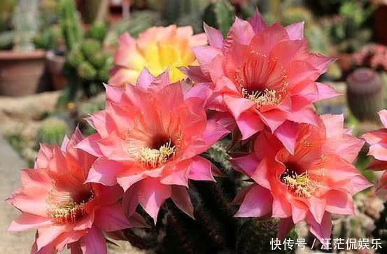 沙漠玫瑰沙漠玫瑰|“3种花”最适合懒人养,1个月不浇水,越长越旺,开出漂亮的花朵