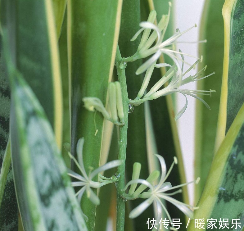 种花|这“3种花”，全都是“酒鬼”，每天喝一点，想不绿叶都难