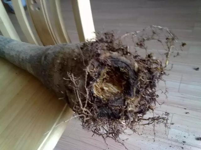 发财树|发财树黄叶烂根,切1刀丢水里,反而长得欢,2周狂冒大白根!