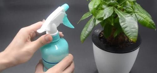 小窍门|不管多难养的花,浇水时加点它,不黄叶还不烂根,比花肥还好用