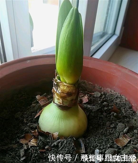 花肥|一种很容易养的花,养了2个月就开花,花朵比汤碗还大,美翻了!