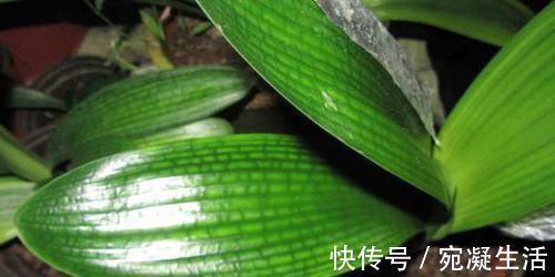 啤酒|头次见用“它”浇君子兰，怪不得叶子又宽又绿，太实用了