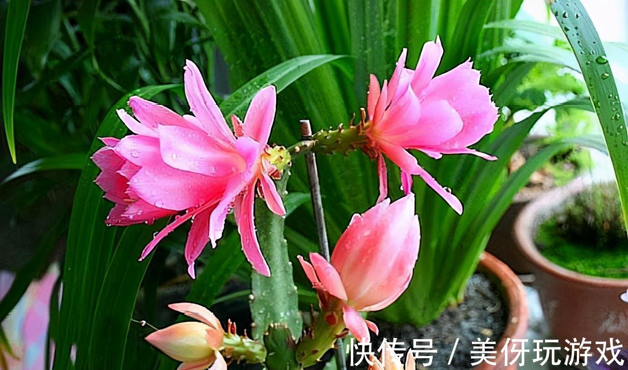 石莲花石莲花|这5盆花养在家里，活氧杀菌，都是活生生的空气净化器