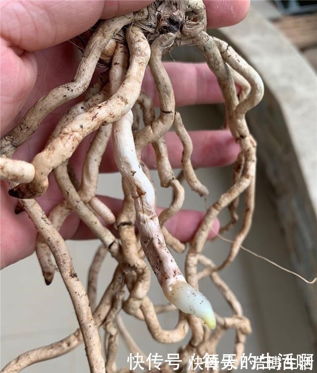 微酸性|厨房这1料,养兰“特有效”,一洒一喷,兰花生根快,新芽蹿不停!