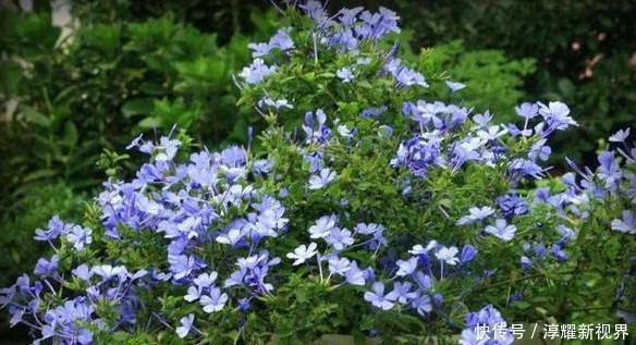 昙花|天热阳台该种植什么花15种''抗晒''植物,盆栽赏花不犯愁