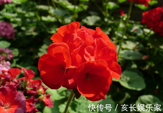 3种“懒人花”,30天不管,反而花开“爆盆”,浇水勤快却危险