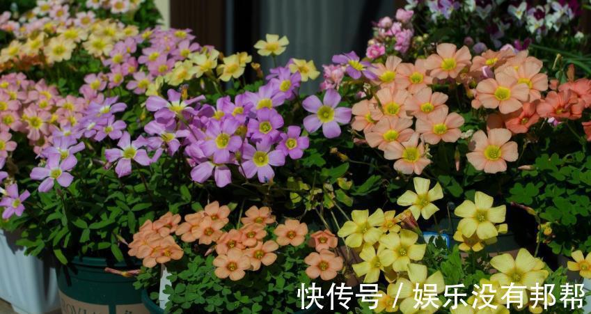 松针土|养花学会自己配土，省钱而且更肥沃，不论种什么花都能养得好