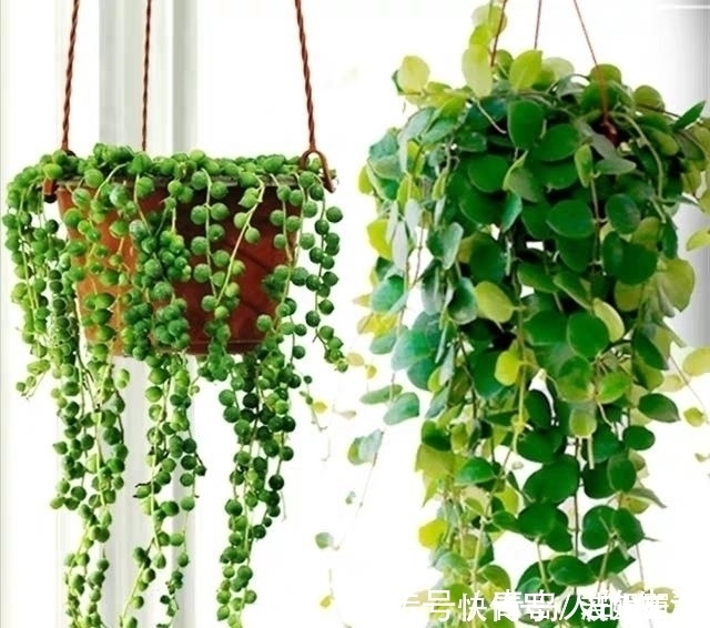 白檀|10款能吊起来养的多肉,一个比一个美,还不占地方
