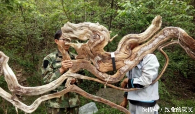 崖柏|带你走进深山的采崖柏人,有人靠它赚上亿,有人因此丧命,太珍贵