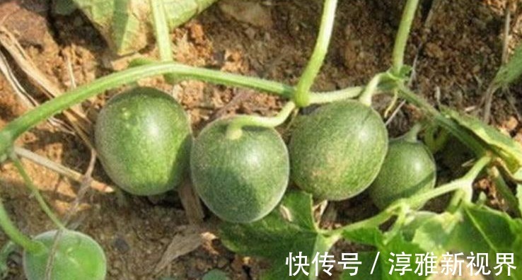 排毒养颜|晚上此果当零食吃两个,排毒养颜,降血压,大肚子变平了