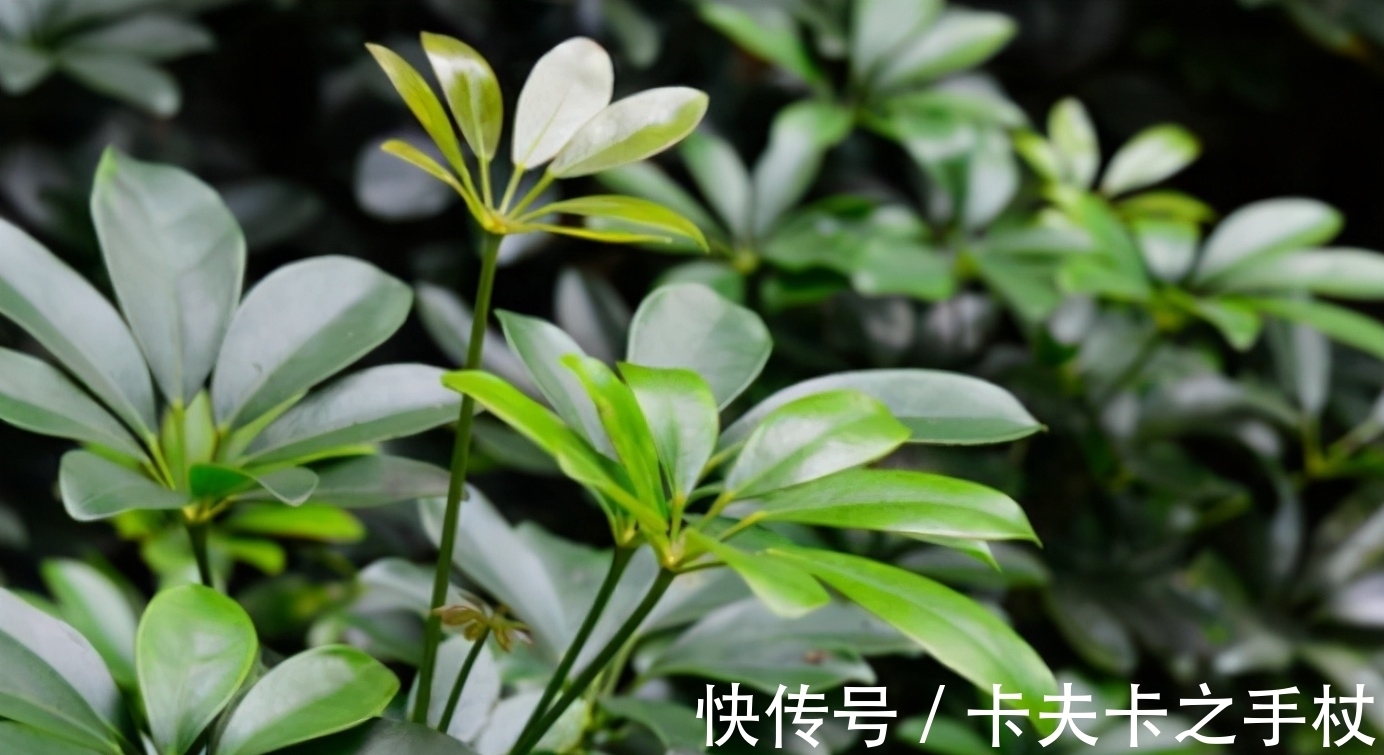 养鸭掌木也需要“技巧”，春天养护用对了，才能枝繁叶茂
