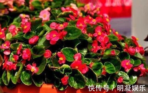 长春花|世界六大花期最长的花，养一盆全年有花赏，快看看你养过没