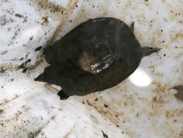 能卖|河里钓鱼意外捕获野生大甲鱼,能卖500元却选择了放生