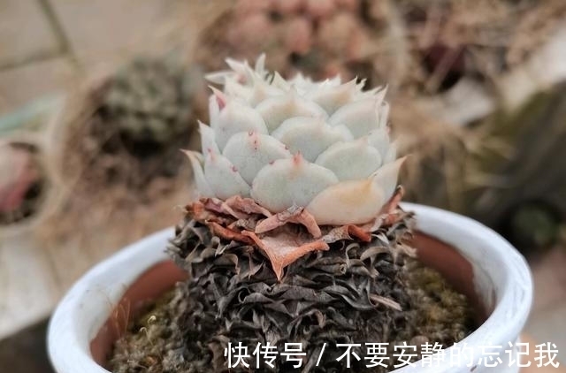 多肉|粉蓝鸟,想要养出极致的状态,比的不是技术而是狠劲,一点不夸张