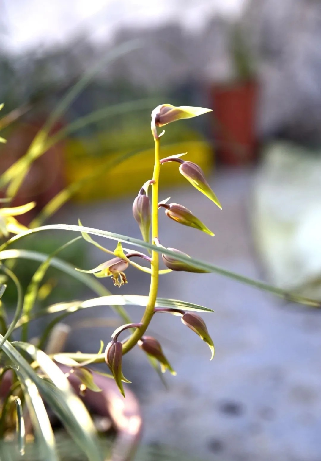 兰花浇水,“干透再浇”和“想浇就浇”,哪个更好?
