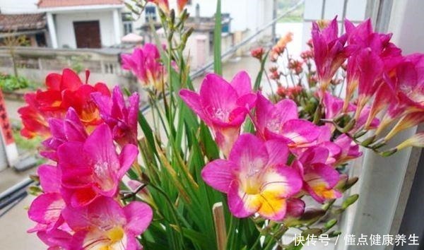 这花一开,“七彩仙女”下凡间,还能治蛇毒!绿萝吊兰“土掉渣”!