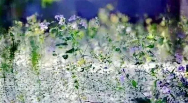 意境#苏轼的一首词,违背了科学,却被世人普遍认可,意境妙不可言