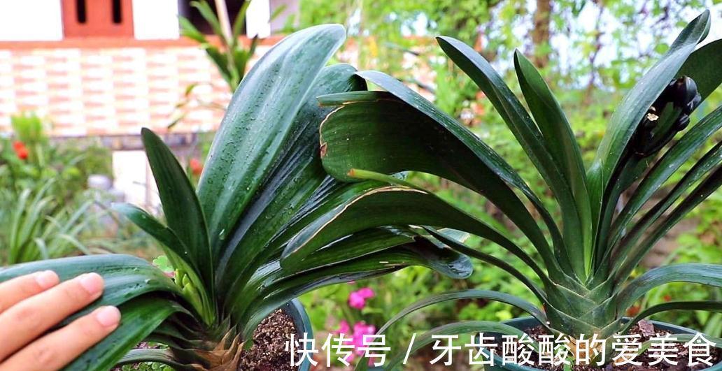 养君子兰，注意4点，不黄叶，根，刚入秋，花箭抽不停
