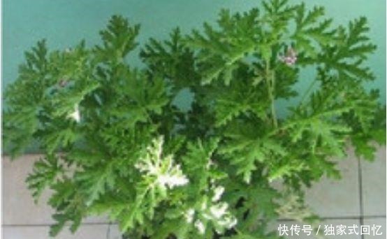 在厕所，养上这“3种”植物，蚊子、臭味越来越少，身体更棒了！