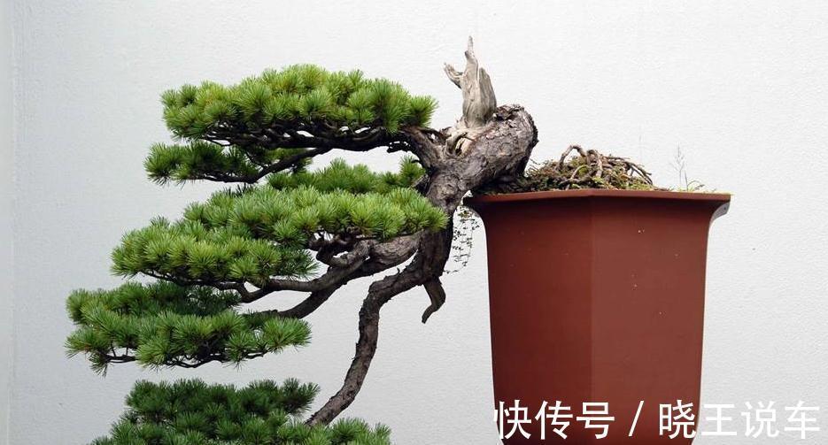 阳台庭院的六种松类盆景，让你的生活充满禅意