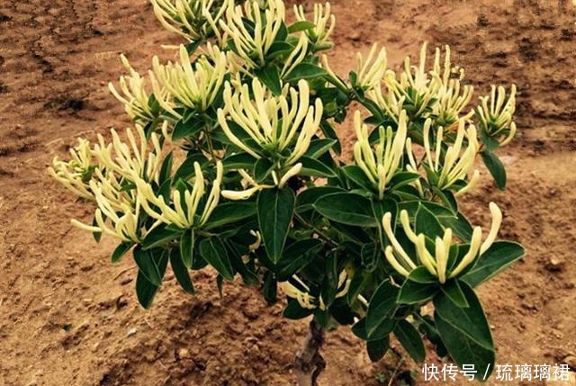 花卉中的奇花,一株开两色,芬香怡人,如一对难舍难分的鸳鸯!