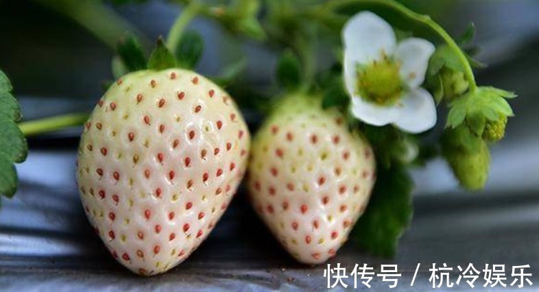 抗衰老|女人爱美常食用3种食物,补充营养,抗衰老,增强免疫力