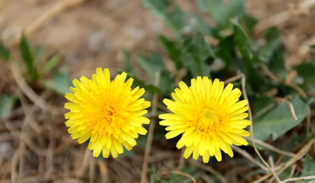 维生素c|蒲公英和它泡水喝,养肝排毒、疏通血管,给你的血管来个大扫除
