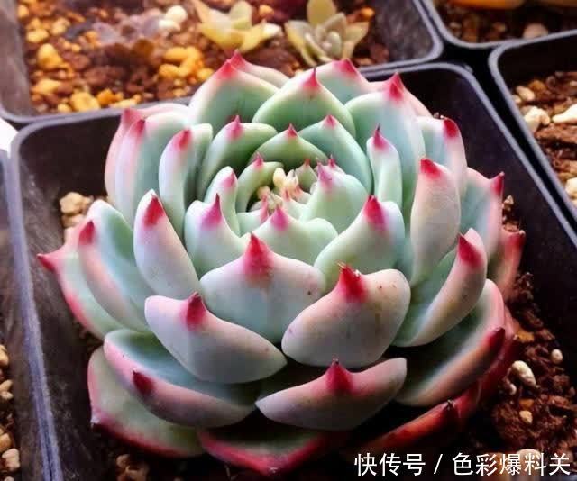 人气很高的4种“多肉”,一眼就入坑,萌得心肝颤,好养又好看
