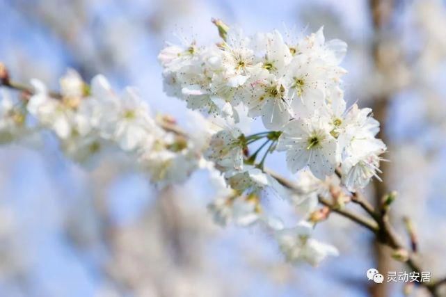 春天|安居春天最美的模样 都藏在这些花海里！