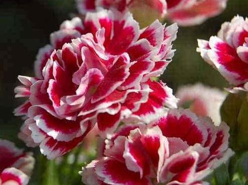 阳台|阳台养花,就养这“3宝”,花朵一开上百朵,蹭蹭变成“红花园”