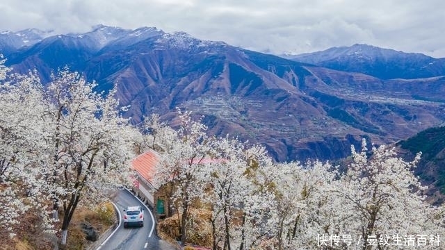 这个隐藏在川西高原的中国雪梨之乡，因为三月的花开出了大名