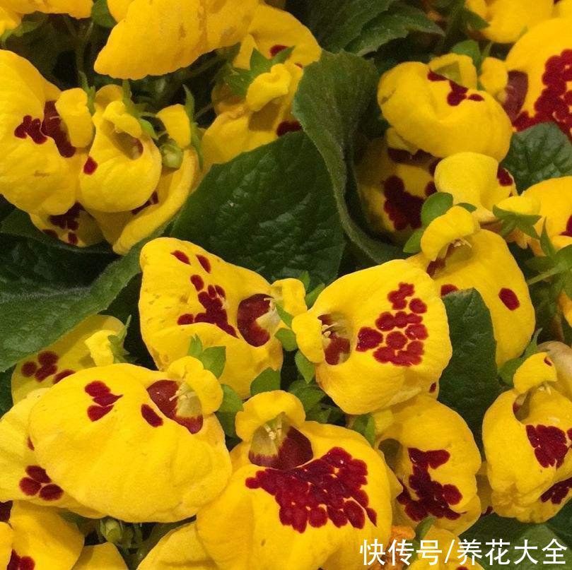 蒲包花|家里养盆“钱袋子”花，新的一年祈祷好运，招财进宝好兆头