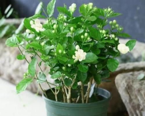 4种花花色艳花量大，花姿妖娆，四季繁花似锦美极了