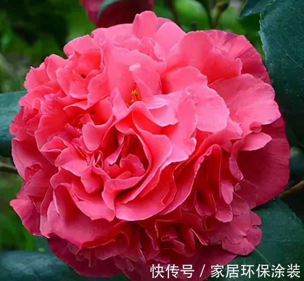 绿萝|月季花丢了吧!此花耐旱耐寒,比牡丹还美,比绿萝好养,花香四溢