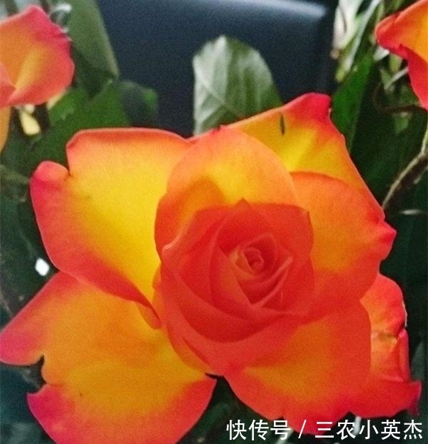 品种|最珍贵七彩玫瑰花品种图片大全!