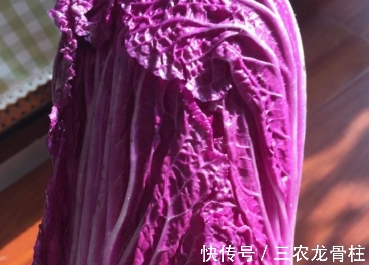 花青素|紫白菜营养丰富,富含花青素,掌握四点,种出优质美味的紫白菜来