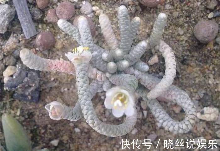 迷人|长相如此“吓人”的多肉你敢养吗，开花的样子确实很迷人