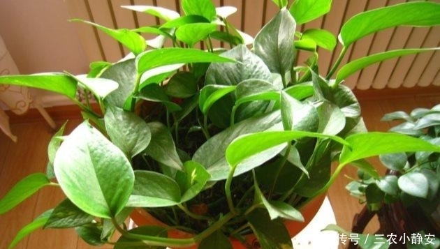 有害气体|植物绿萝真的能除甲醛吗? 别傻了, 这样做才是最有效的!