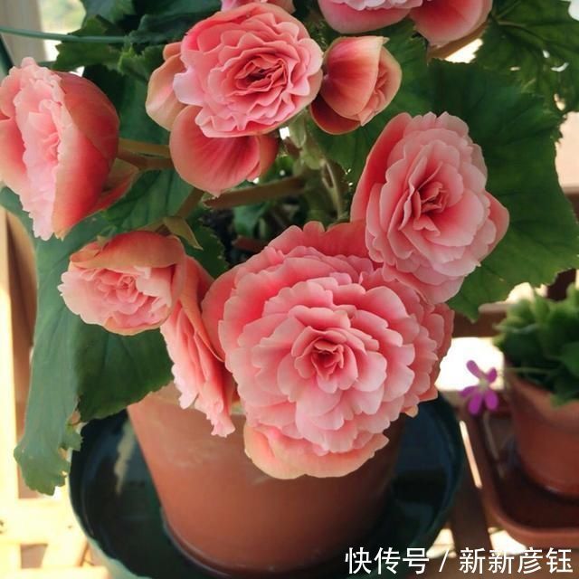 4种“娇气”花，公认的难养，一个比一个难伺候，买了也白花钱