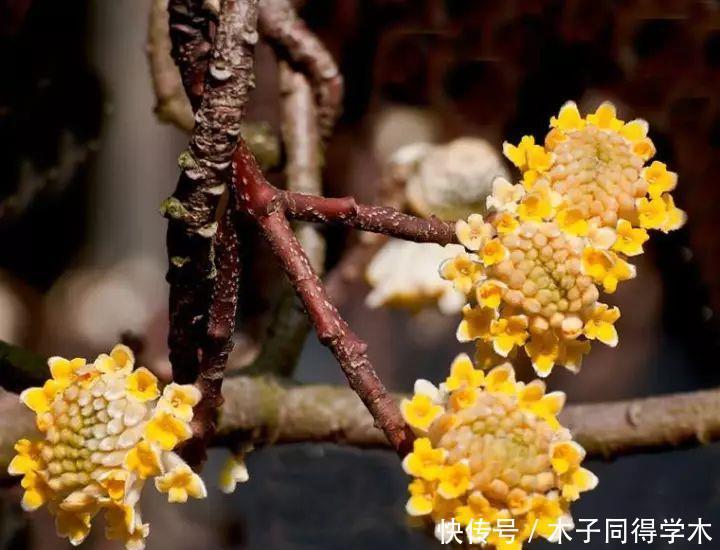 打结花!真漂亮啊!